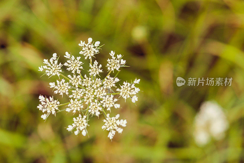 安妮女王的花边