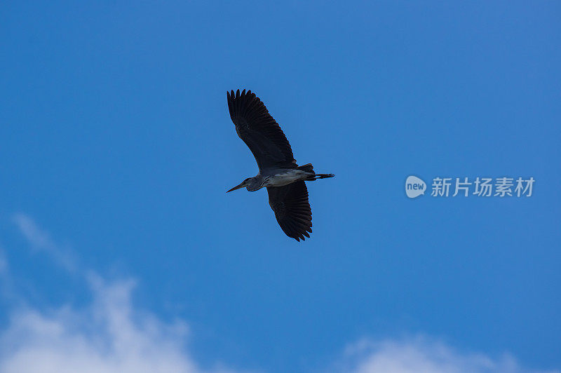 格雷飞行,heron