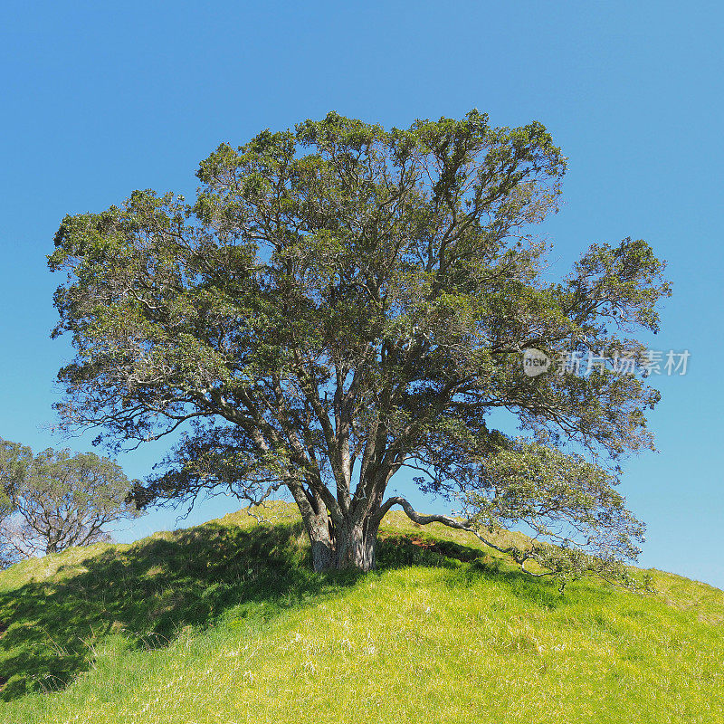 橡树在伊甸山域公园-奥克兰，新西兰