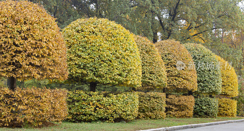 在秋天的公园里，用圆形的皇冠和黄色的叶子抓住