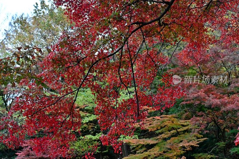 东京八王子市高雄山的秋叶