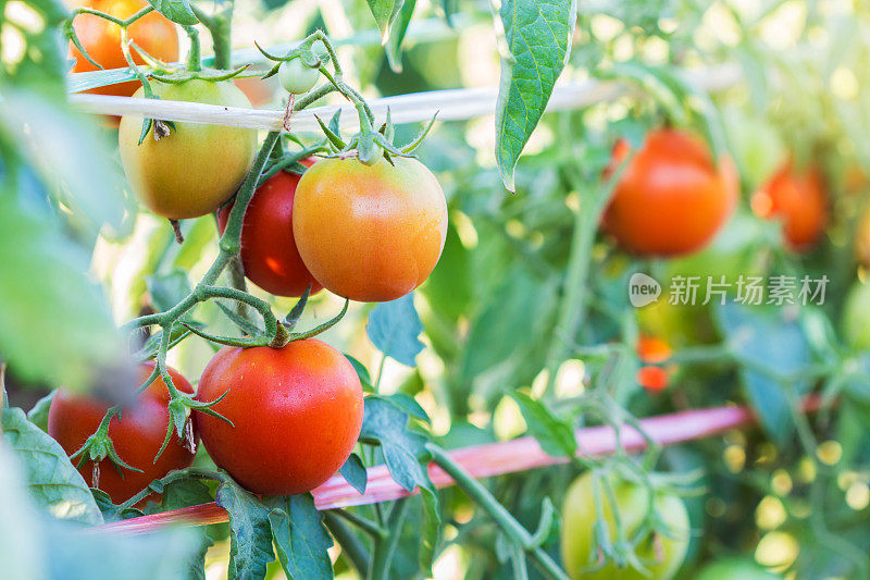 新鲜的番茄植物
