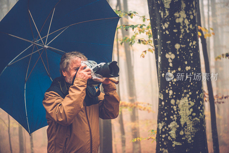 在欧洲秋日山毛榉林中，带伞的老人拍照