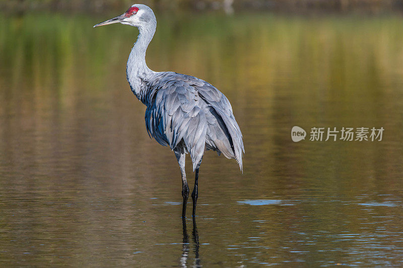 沙丘鹤