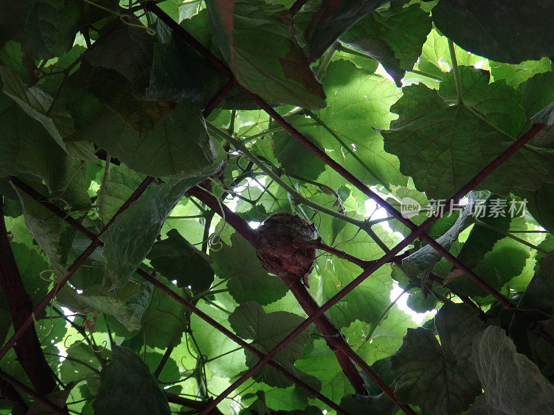 葡萄藤上的蜂鸟巢
