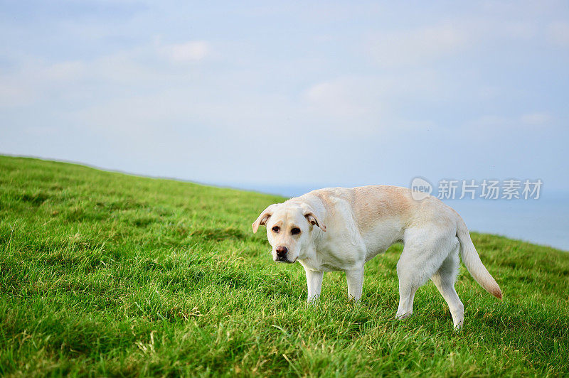 康沃尔一个渔村的拉布拉多寻回犬