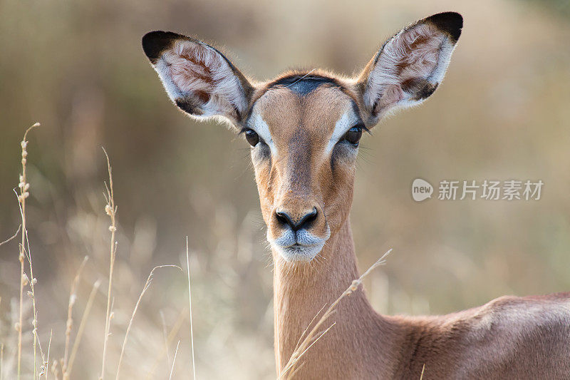黑斑羚鹿头特写肖像与可爱的颜色