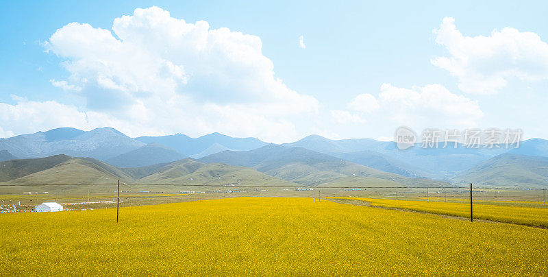 青海省油菜田的秋景