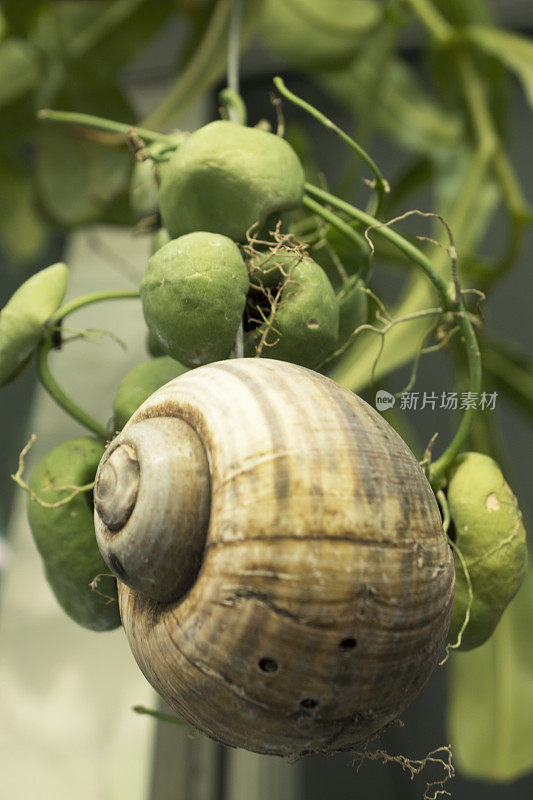 绿叶上的蜗牛