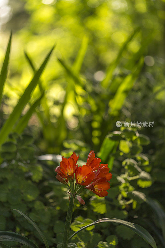 绿色背景上的花朵