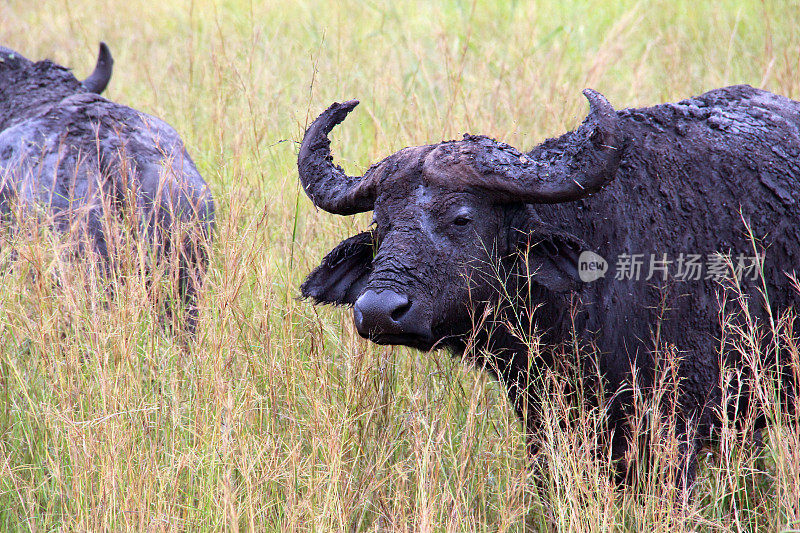 乌干达:长草中的泥污非洲水牛