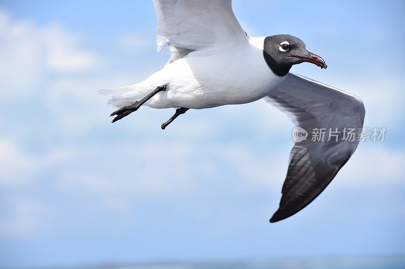 鸟从海上飞过