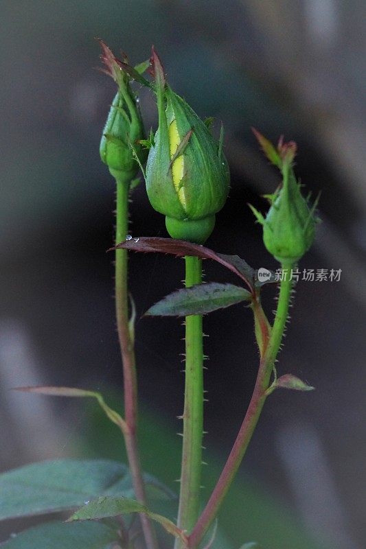 玫瑰花蕾