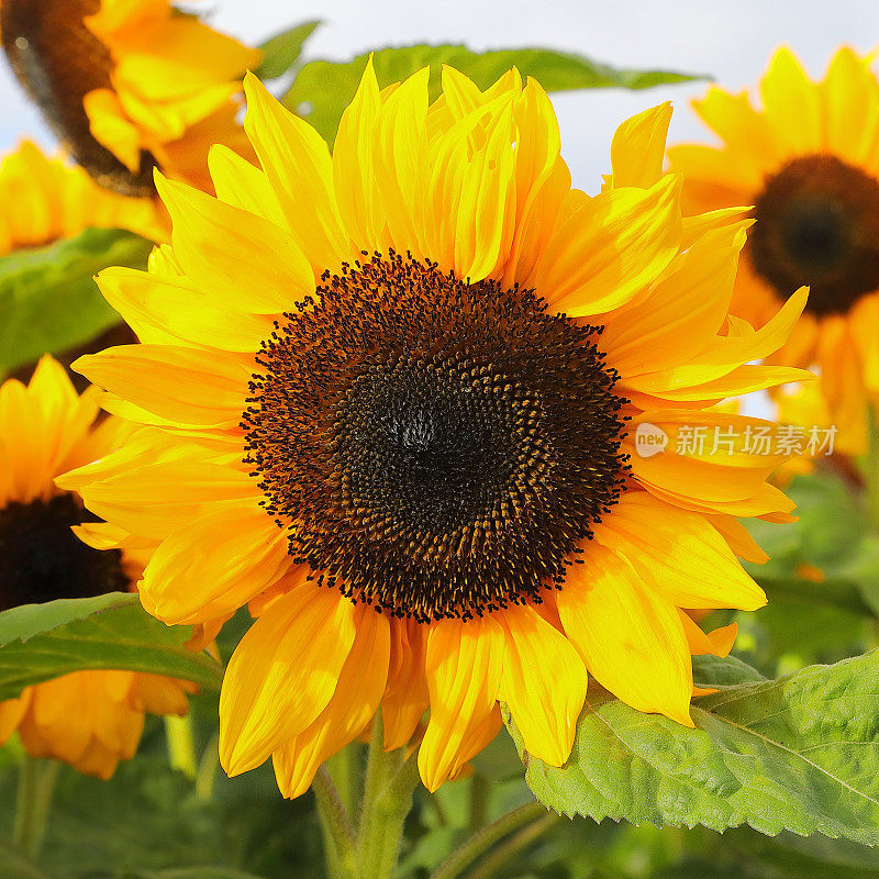Sundflower,领域