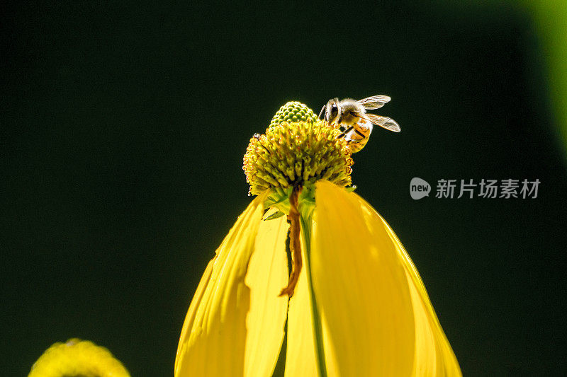 在工作中，蜜蜂在开花