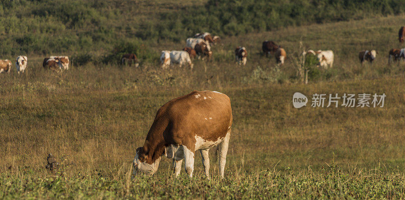 夏天的早晨，利卡夫卡村附近的奶牛