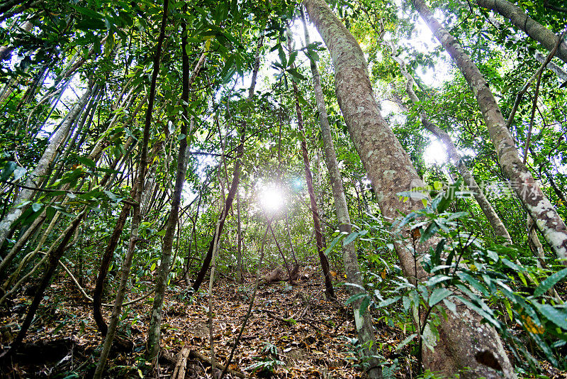 热带雨林中的树木