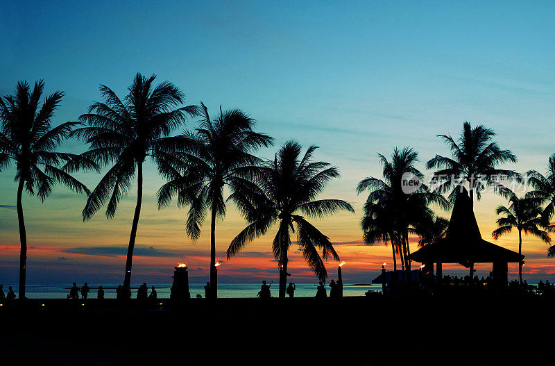 海滩上的椰子树剪影