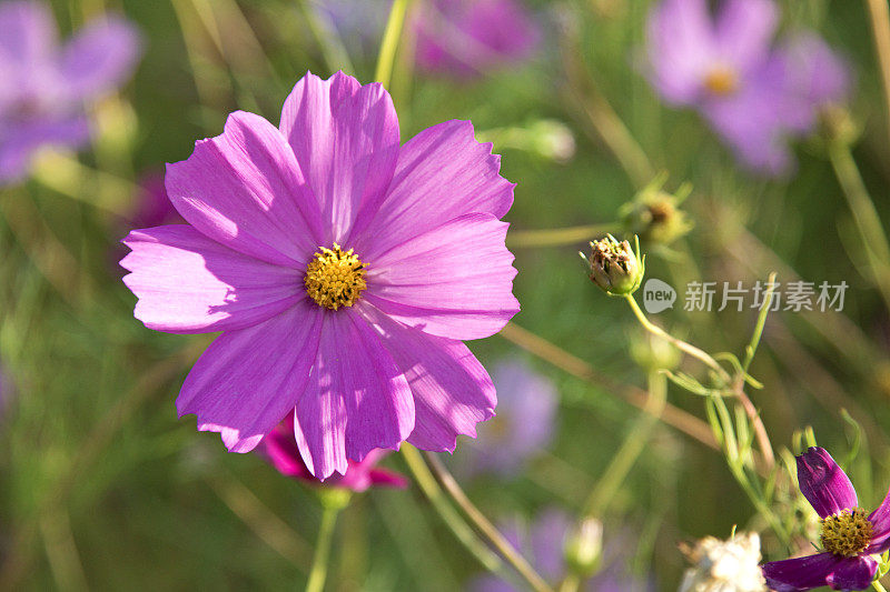 紫色野花特写，自然的绿色背景。不文明的草地