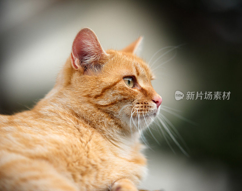 猫咪肖像移开视线