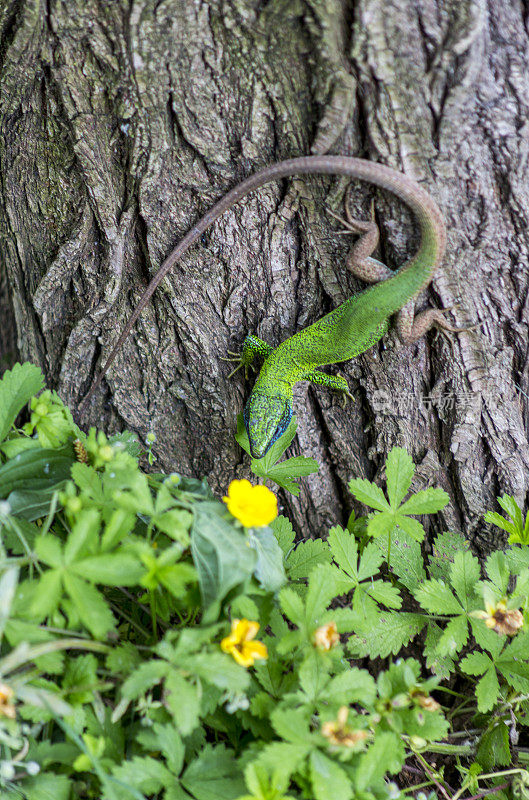 土耳其伊兹米特萨卡雅附近的萨潘卡湖，一种绿色的蜥蜴爬行动物爬在树上