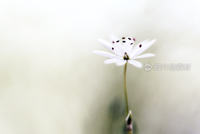 绣花白色夏季花特写