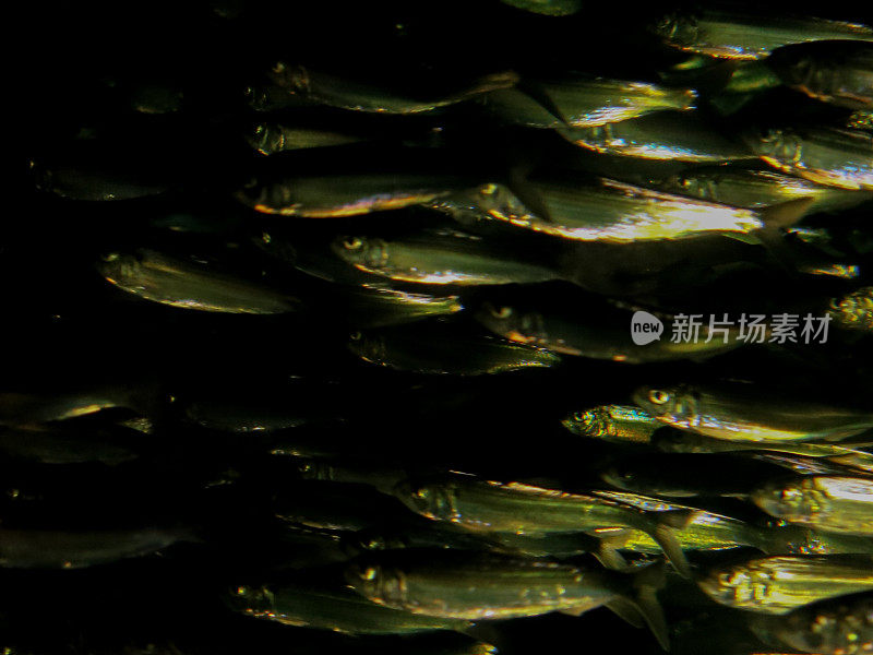 闪亮的绿色金鱼游泳在学校上游背景