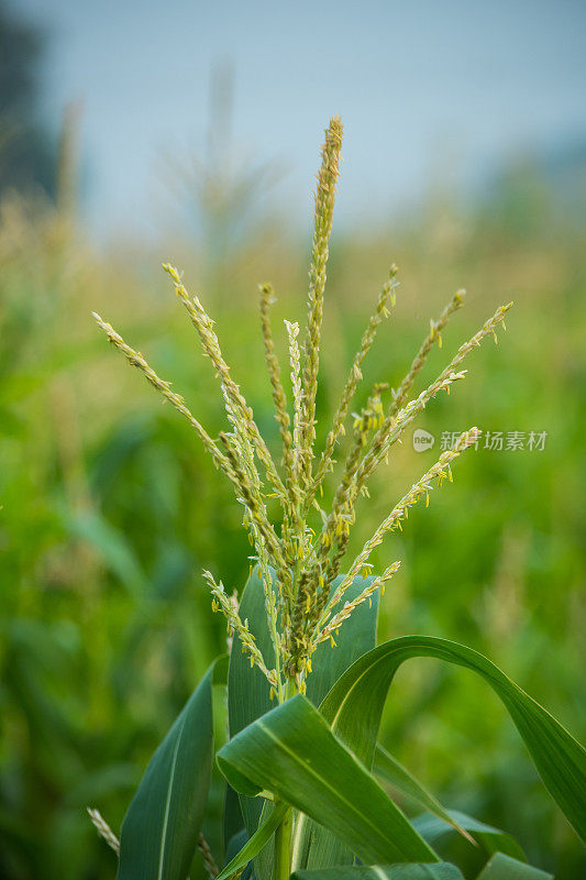 玉米植株特写