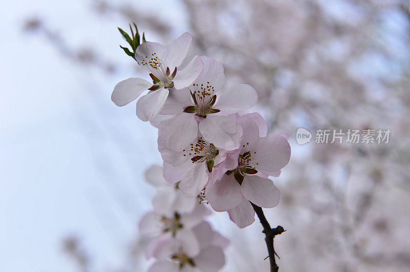 美丽的杏花