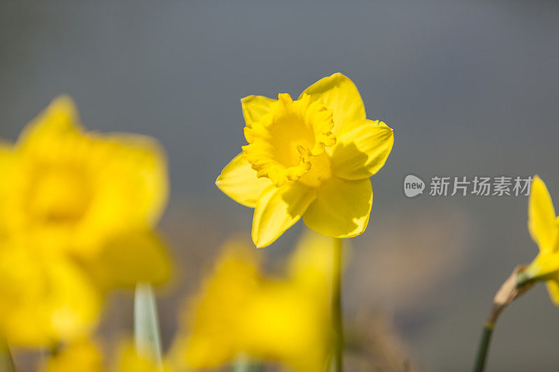 河边的水仙花。