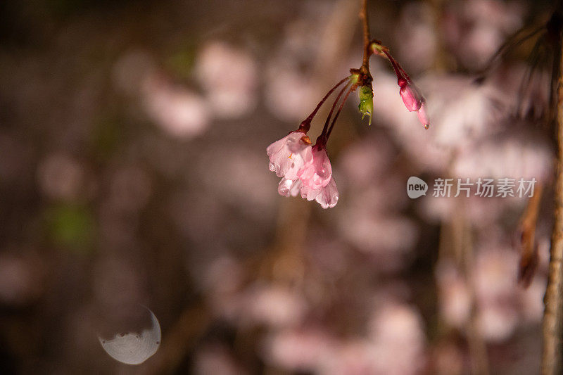 樱花在夜晚盛开