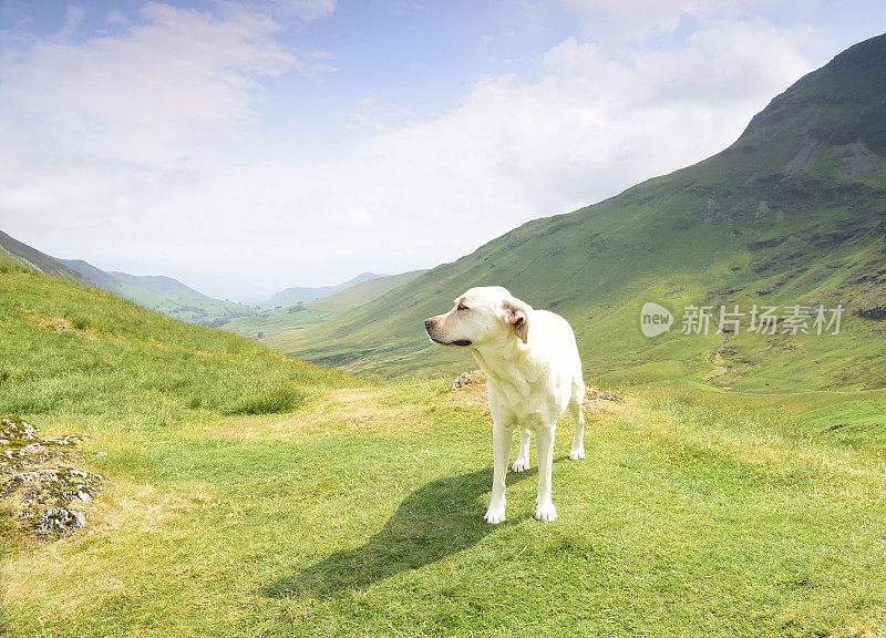 在湖区山区的拉布拉多寻回犬