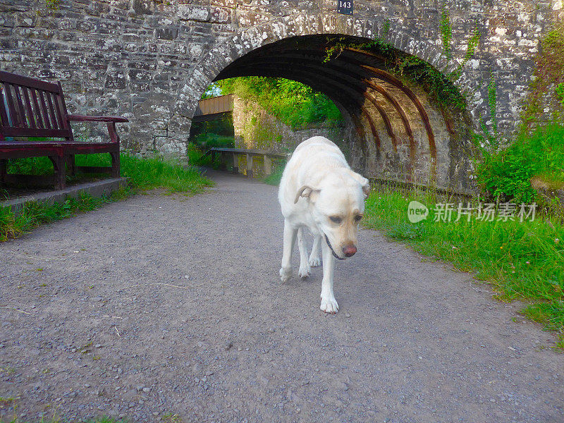 英国运河上的拉布拉多寻回犬