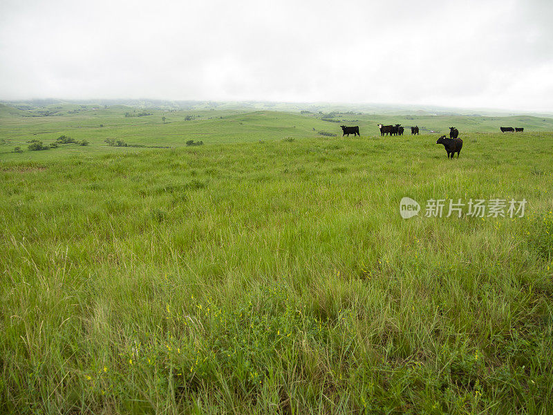 开阔大草原上的一群牛