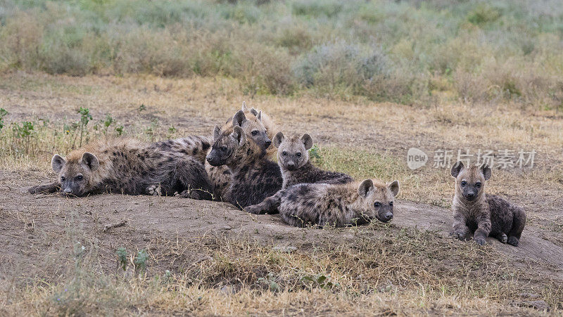 非洲鬣狗的家庭,