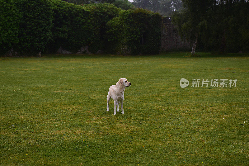 英国的拉布拉多寻回犬