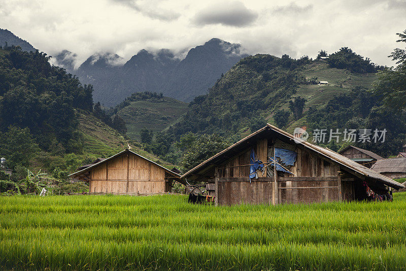 稻田、越南