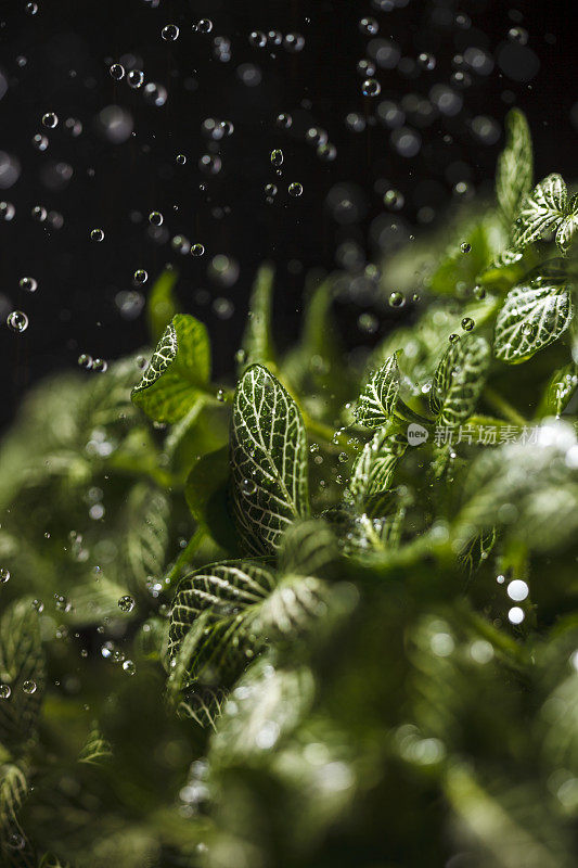 雨滴落在树叶上