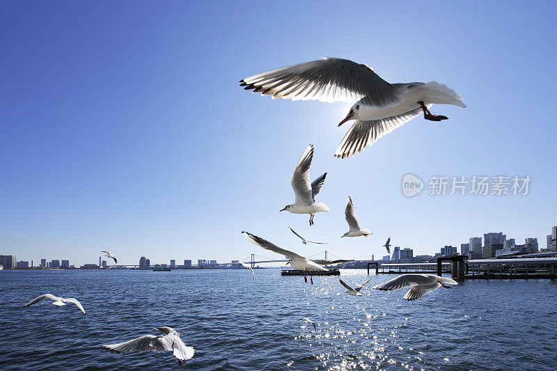海鸥在海港周围飞翔，中央区，东京，日本