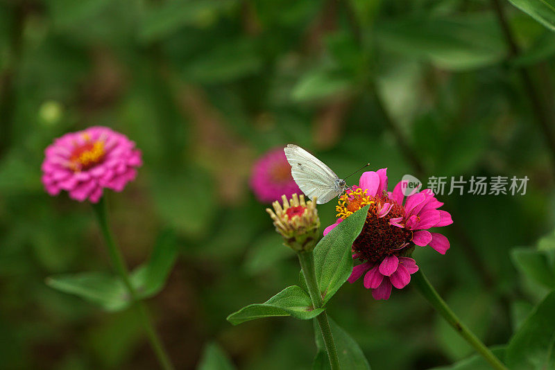 花上的小白蝴蝶