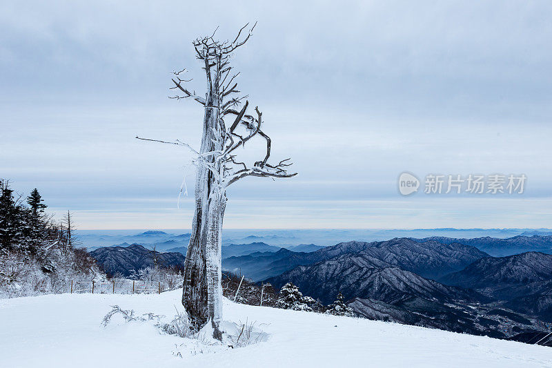 德ogyusan老树雪景Vd737