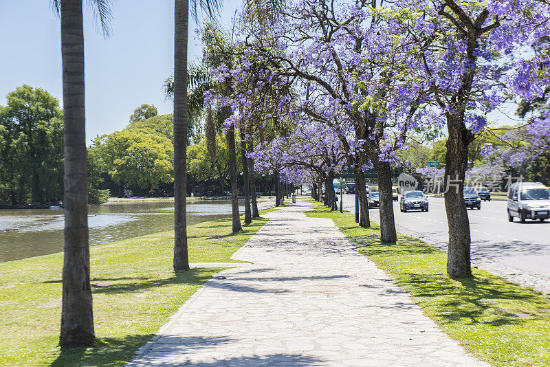 阿根廷布宜诺斯艾利斯市，巴勒莫地区的一个公共公园在蓝花楹盛开期间。