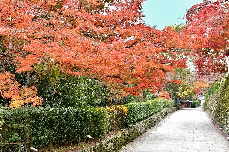 日本西部的秋叶