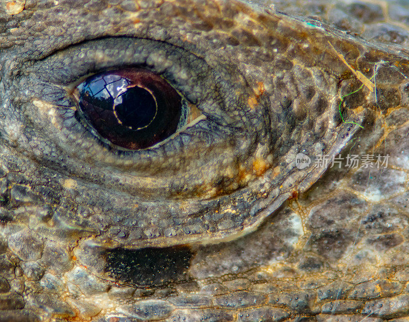 近距离观察黑刺尾鬣蜥的眼睛