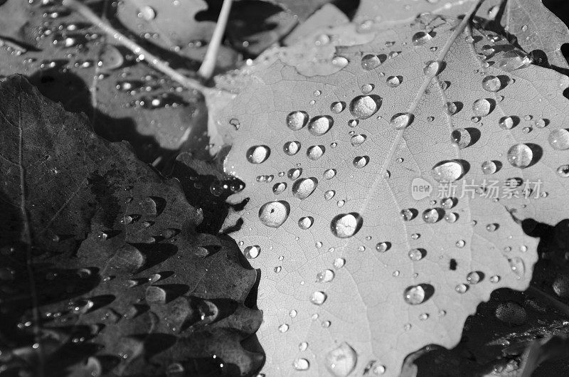 秋叶上的雨滴-抽象和单色