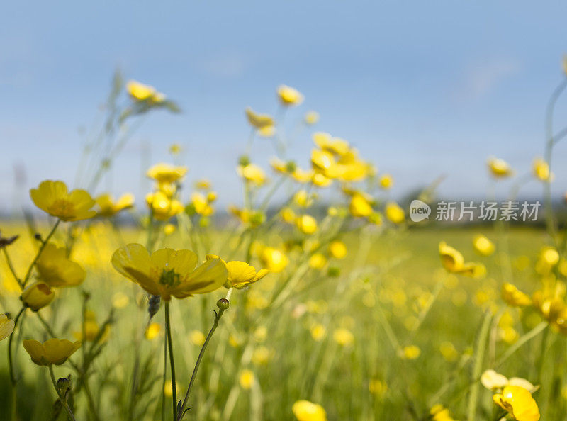 草地上的亮黄色毛茛