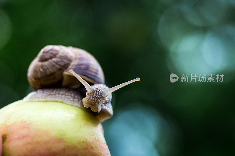 蜗牛和花园里的苹果