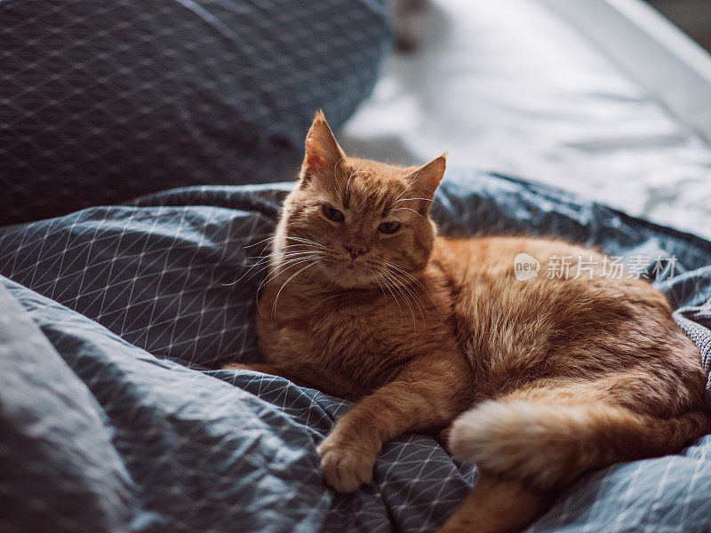 可爱的猫在家里的床上