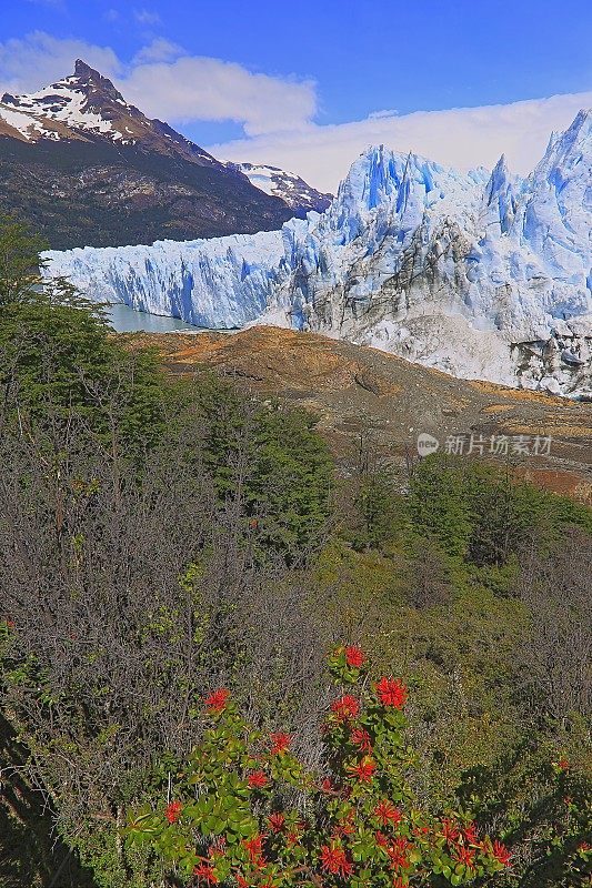 莫雷诺冰川和红色野花，阿根廷湖-卡拉法特，巴塔哥尼亚