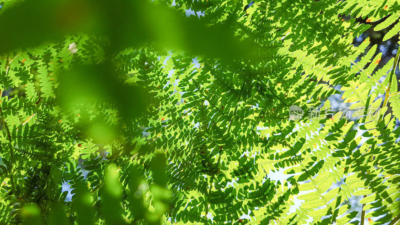 夏天从下往上看蕨类植物的叶子